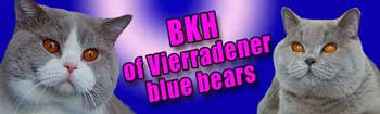Blaue Katze