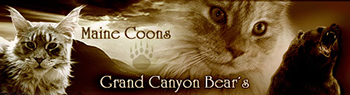 Grand Canyon Bear's